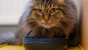 Katze sitzt am Fressnapf