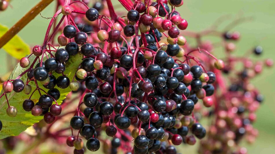 Sind Holunderbeeren essbar? Das gilt es zu beachten