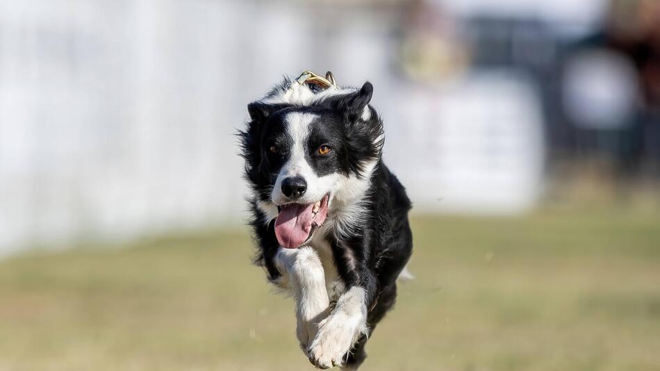 Border Collie