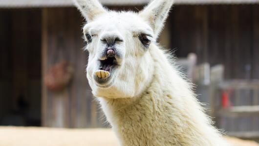 Symbolbild eines Lamas