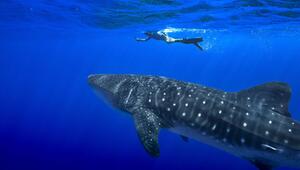 Walhaie vor St. Helena