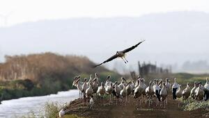 Störche in spanischem Naturpark