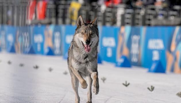 Olympische Winterspiele 2026