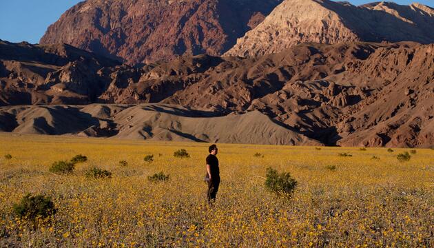 Superblüte im Death Valley
