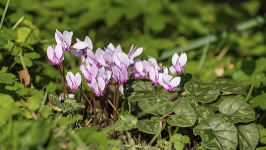 Herbst-Alpenveilchen