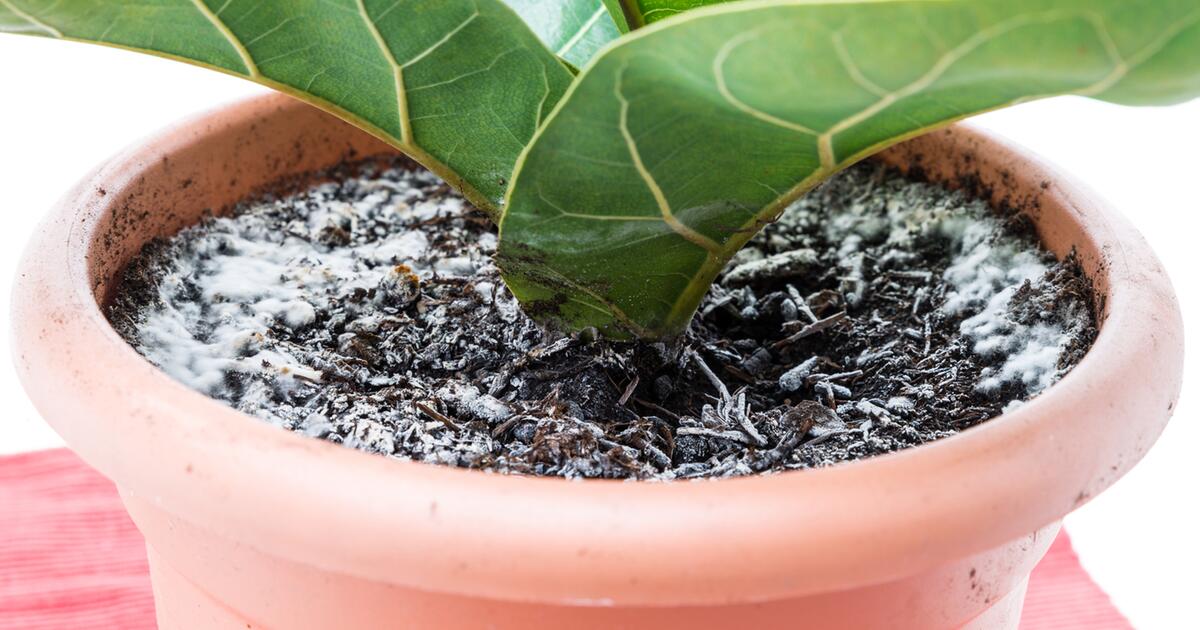 Weisse Flecken Auf Der Blumenerde Das Steckt Dahinter Gmx Ch