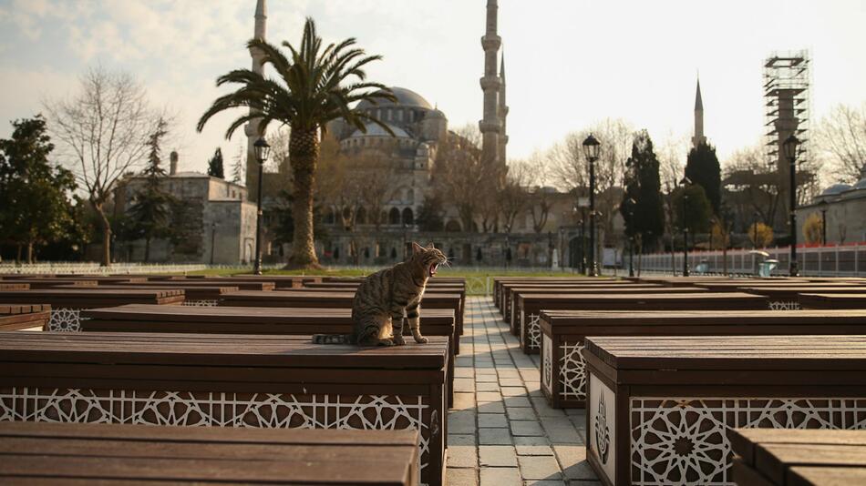 Strassenkatzen sind in Istanbul fester Bestandteil des Stadtbildes