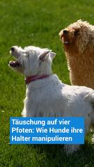 Wenn dein Hund dich austrickst: Was die Wissenschaft weiss