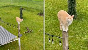 Keine Bergziege: Kater „Pierre“ bringt sich auf Pfosten in Schwierigkeiten