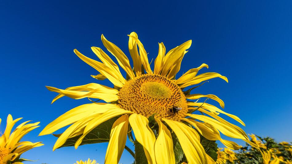 Sonnenblumen auf einem Feld