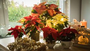 Weihnachtssterne auf einem Tisch