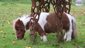Das Pony Pumuckel mit rotbraun-weissem Fell frisst Gras und steht unter einer Pferdeskulptur.