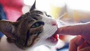 Katze 