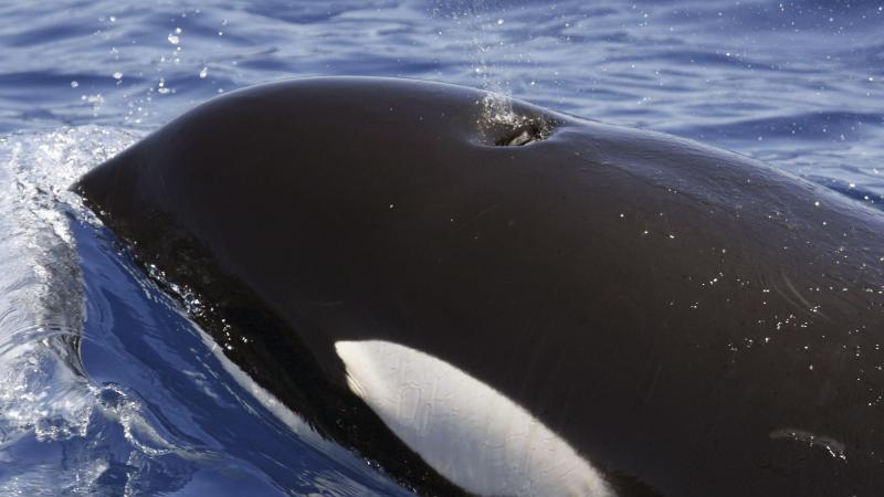 Der Schwertwal als Gourmet: Nichts geht über Lachs | GMX.CH