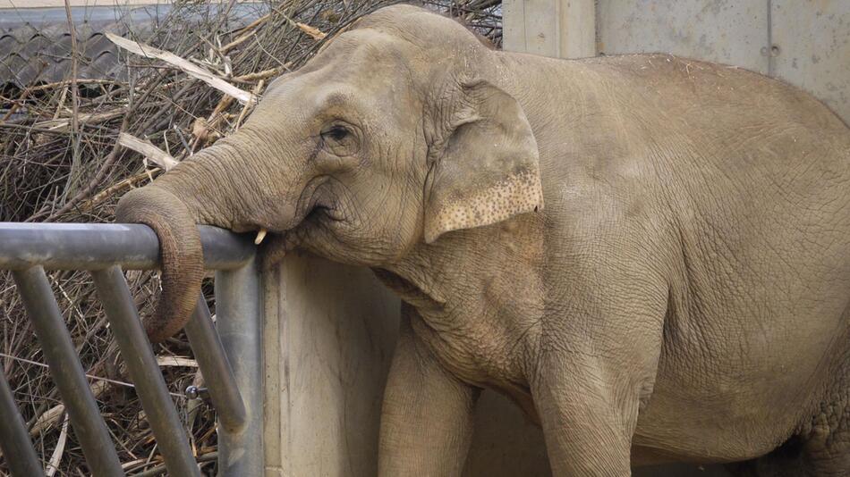 Augsburger Zoo-Elefant Burma tot