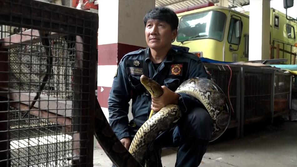 Bangkoks Schlangenflüsterer fängt gefährliche Pythons mit blossen Händen