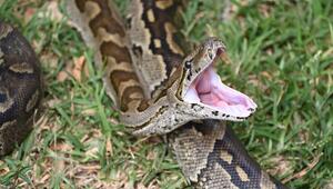 Python