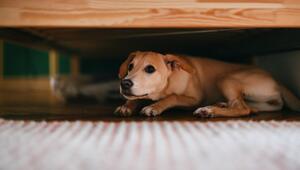 Ein Hund versteckt sich unter einem Bett.