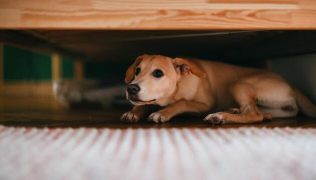 Ein Hund versteckt sich unter einem Bett.