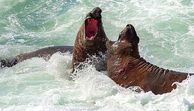 Duell um Weibchen: Riesige See-Elefanten kämpfen am Strand um Dominanz