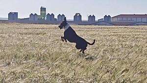 Wie ein Hase: Hündin Luna springt Kaninchen hinterher