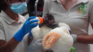 Mexiko: Verstossenes Affen-Baby findet Trost bei einem Plüschtier