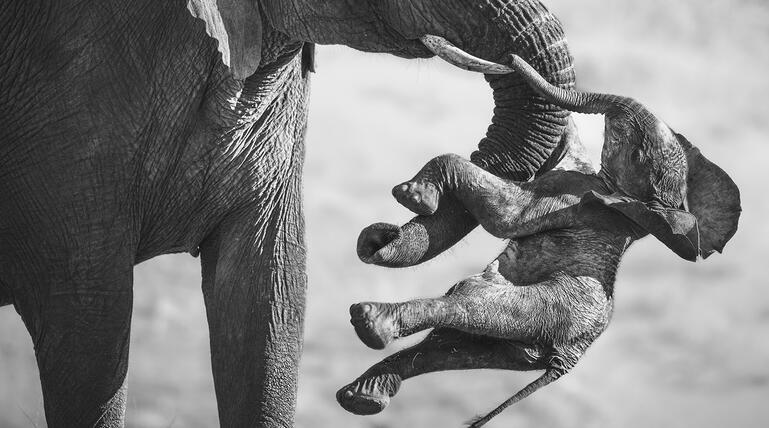 Wildlife Photographer of the Year