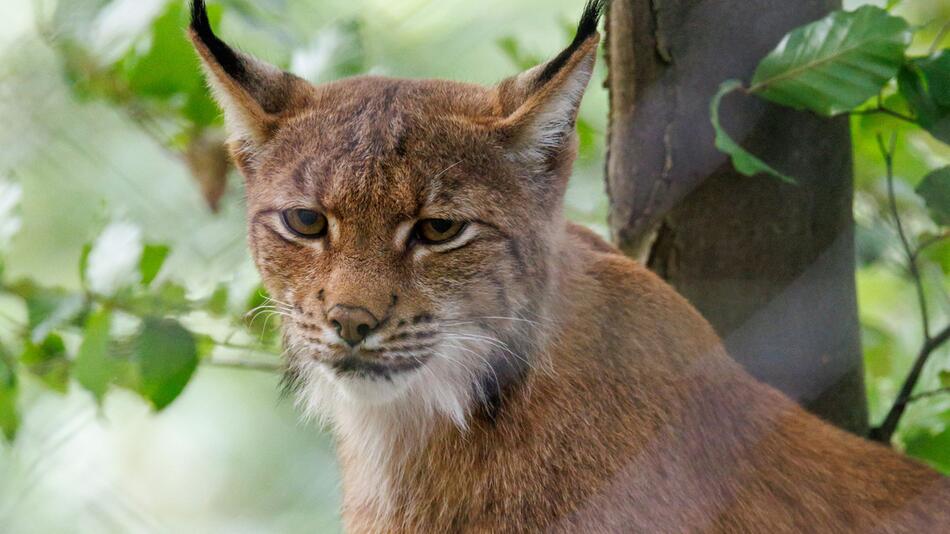 Luchs im Nürnberger Tiergarten