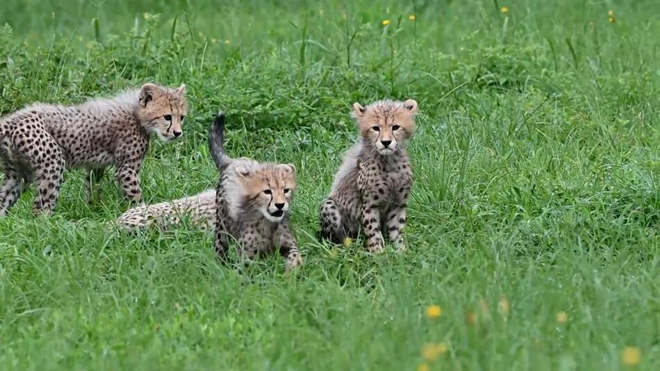 REUPLOAD_Sechs Gepardenbabys im Metro Richmond Zoo geboren
