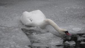 Viele tote Schwäne in Berlin - das sind mögliche Gründe