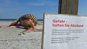 Weitere Entwicklung zum Buckelwal in der Ostsee