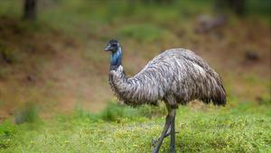 Emu