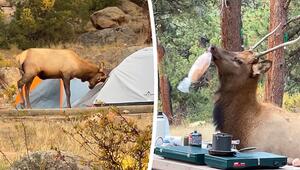 Tierischer Randalierer: Wapiti zerlegt Zelte und plündert Campingplatz
