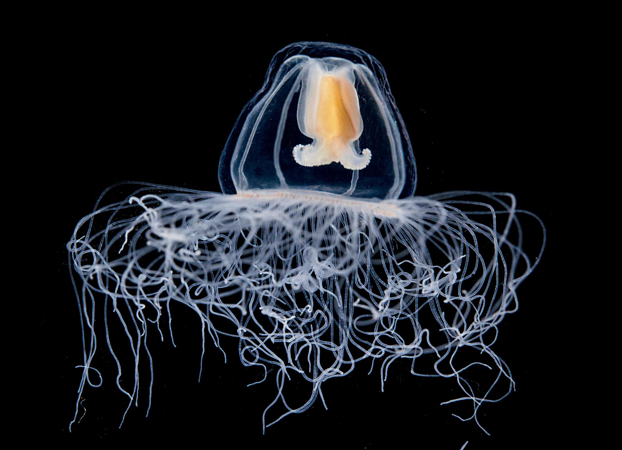 Die faszinierende Welt des Planktons GMX.CH