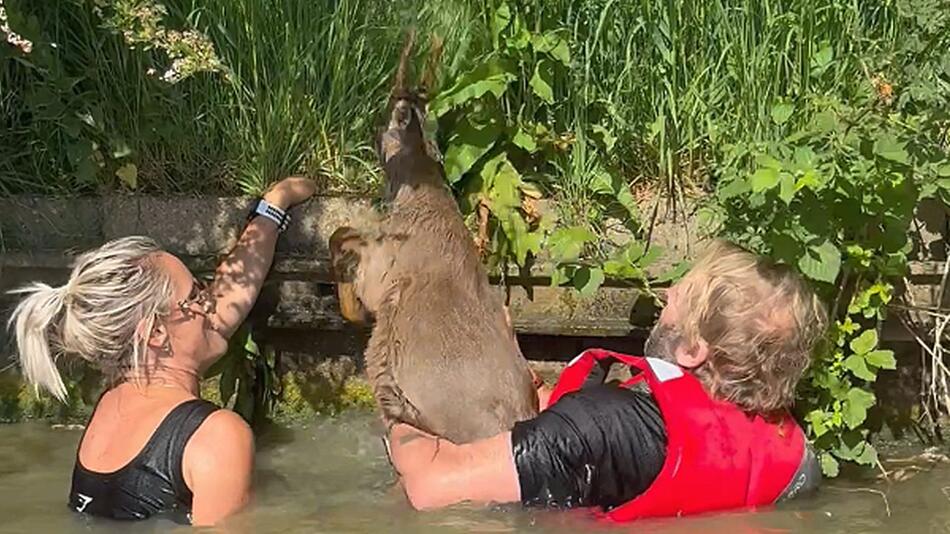 Mutige Aktion im Kajak – Familie rettet zwei Rehe aus Kanal