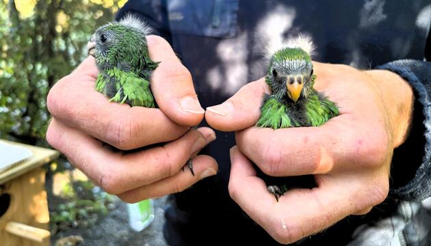 Vogelküken von Nacho und Trixie