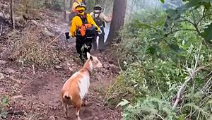 Tierische Unterstützung: Ziege „Goldie“ führt Feuerwehrleute zu Brandherd in Colorado
