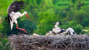 Storchennest mit Jungen