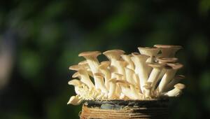 kräuterseitling putzen