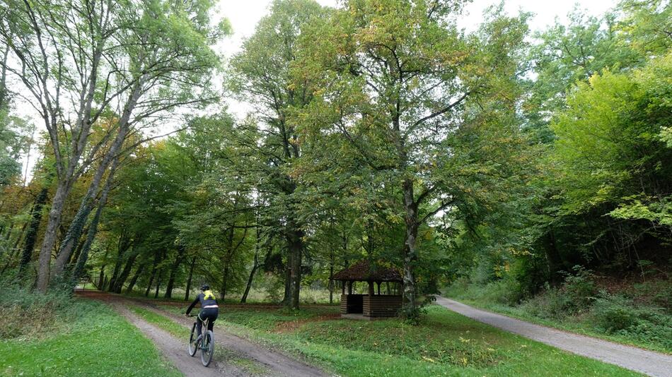 Ein Radfahrer fährt auf einem Waldweg