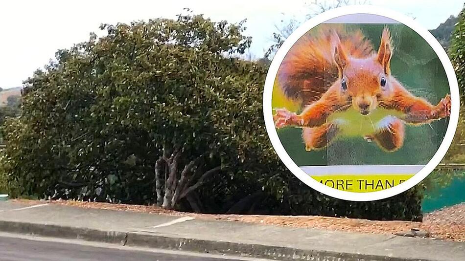 Aggro-Eichhörnchen: Nager versetzt Nachbarschaft in Schrecken