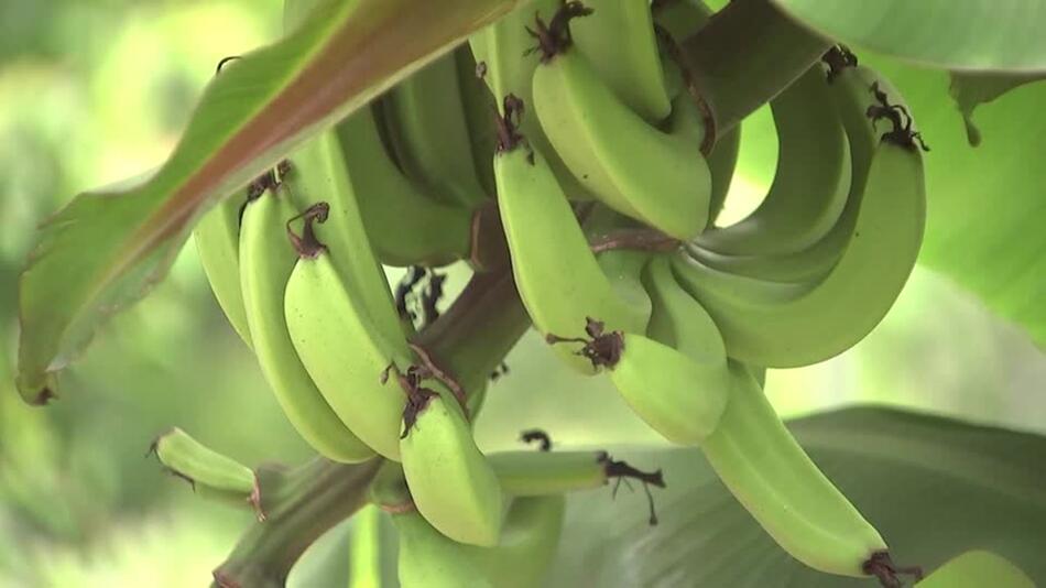 Bananenpflanzen als Rohstoff für nachhaltige Textilien
