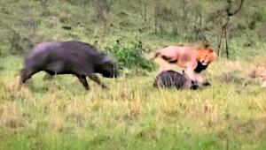 In letzter Sekunde: Büffel rettet Artgenossen vor Löwenrudel