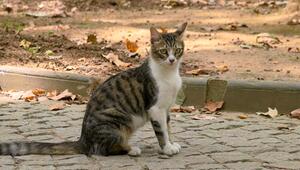 Wann ist eine Katze wirklich ausgewachsen?