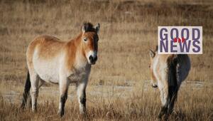 Zwei Przewalski-Pferde stehen auf einer trockenen Graslandschaft mit vereinzelten Schneeresten ...