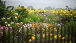Unzählige Blumen sind in einem Garten zu sehen