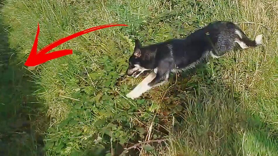 Etwas übermotiviert: Hütehund nimmt unfreiwilliges Schlammbad
