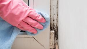 Schimmel, Schimmelpilze, Schimmelbefall, Mittel, Gesundheit, Massnahmen