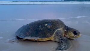 Kraftlos im Sand: Rettungsschwimmer bergen 50-Kilo-Schildkröte in Thailand