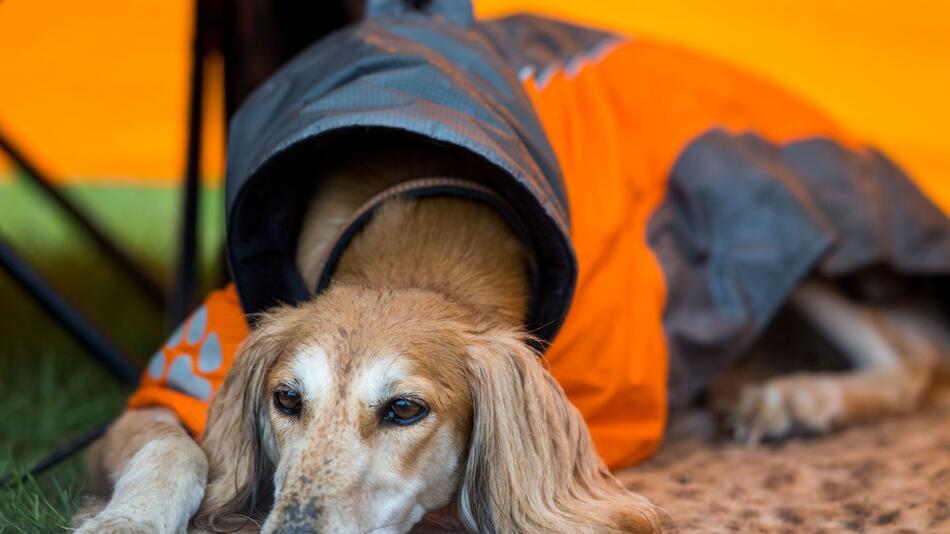 Windhund liegt bei Regen in einem Zelt